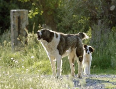 Τρίκαλα: Πρόστιμο 30.000 σε βοσκό γιατί σκότωσε το τσοπανόσκυλό του που επιτέθηκε στην κόρη του